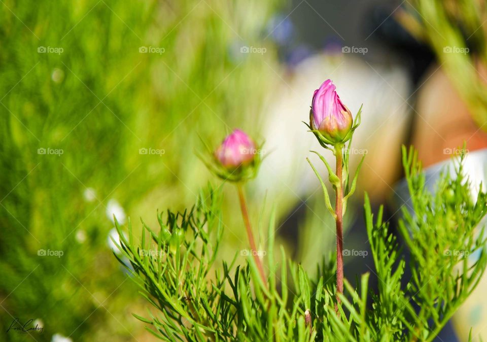 Budding of the Pink Cosmos