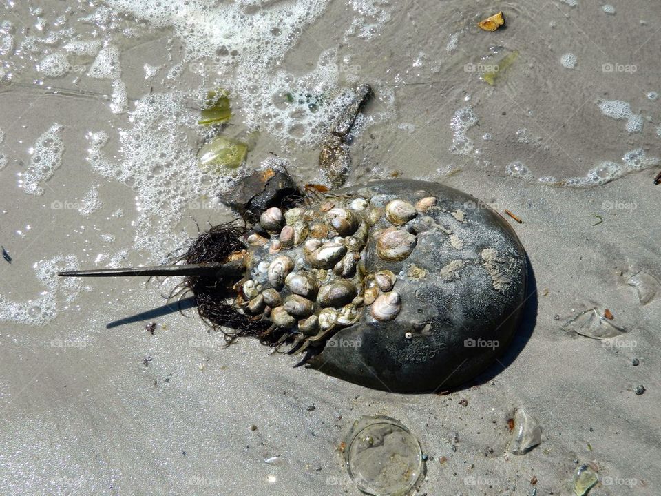 Horseshoe crab