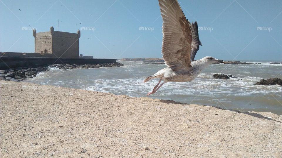 one seagull in flight