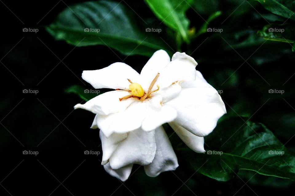 White Bloom