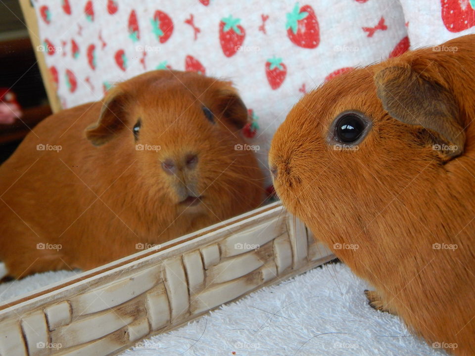 Mirror Guinea Pig