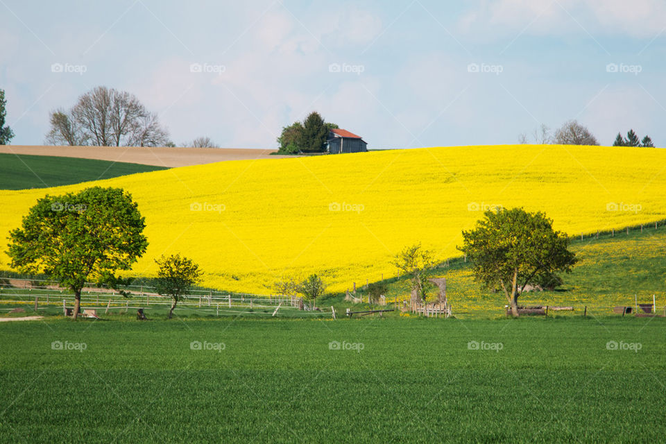 View of yellow field