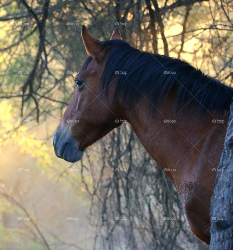 Wild Horse in Morning Light