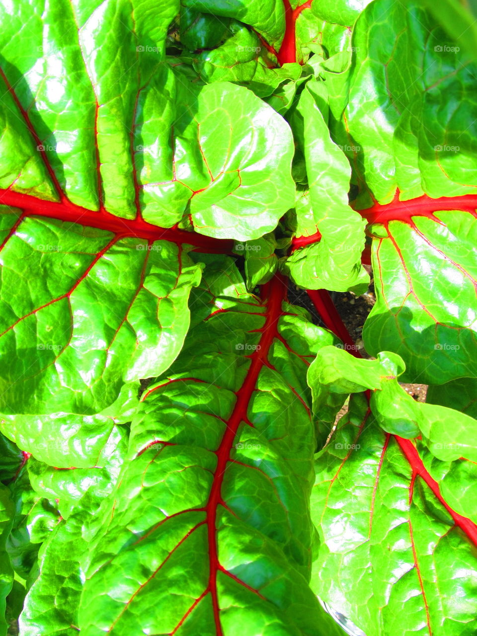 swiss chard