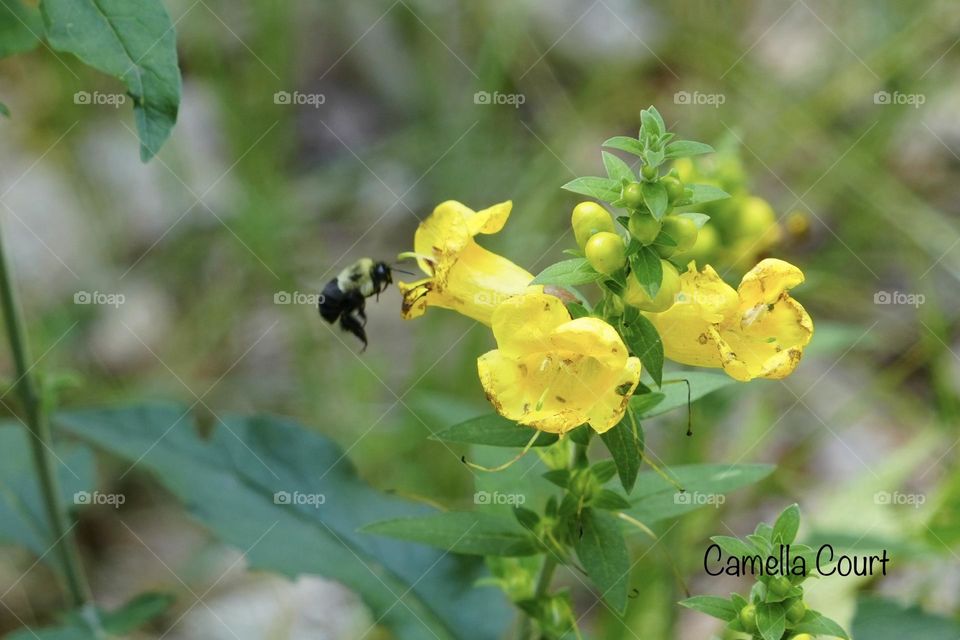 Bumblebee flying between yellow flowers in Michigan