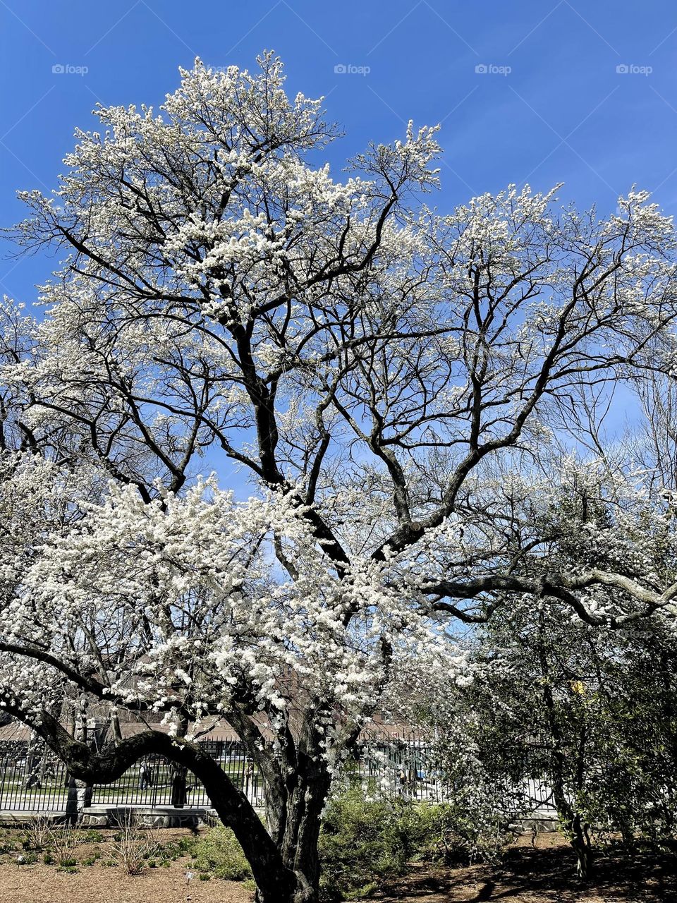 White cherry blossoms are symbolic of the spring-a time of renewal.  The glistening white flowers of this variety pops against the sunny blue sky.