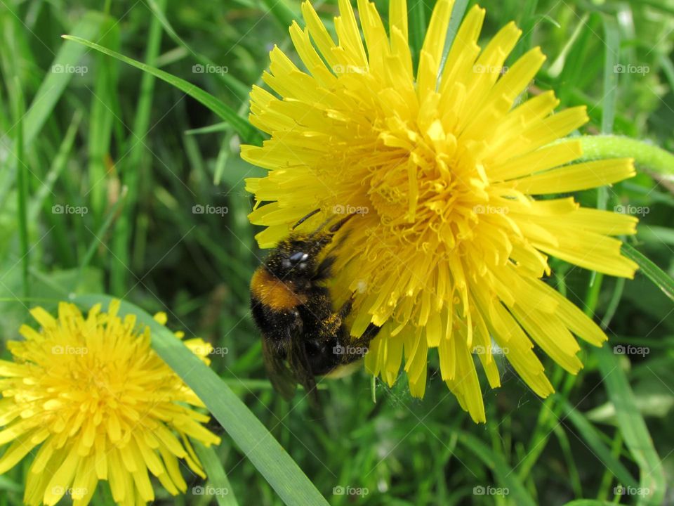Bumblebee on a dandelion