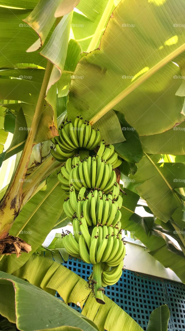 Bananas in Antigua
