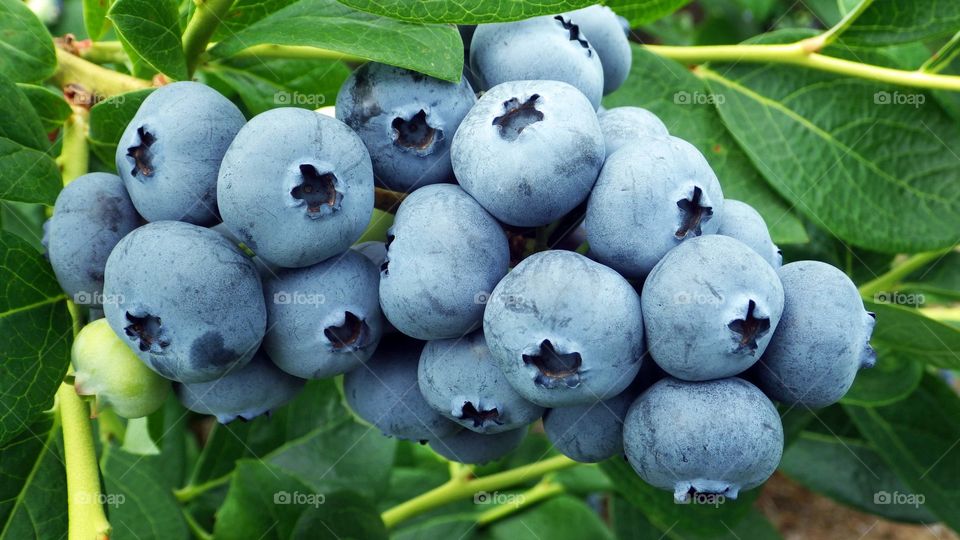 Farm fresh blueberries growing on blueberry bush in summer