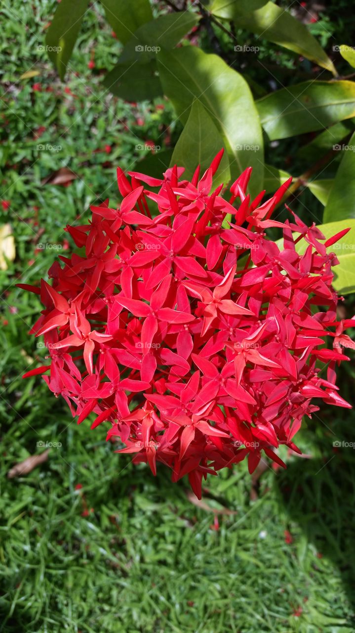 Blood Red Ixora plant! bees love these plants