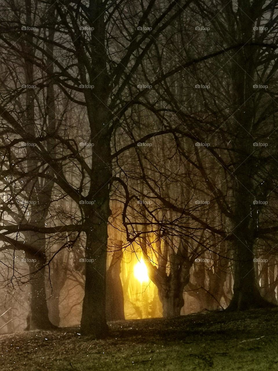 Trees and street light in the foggy morning