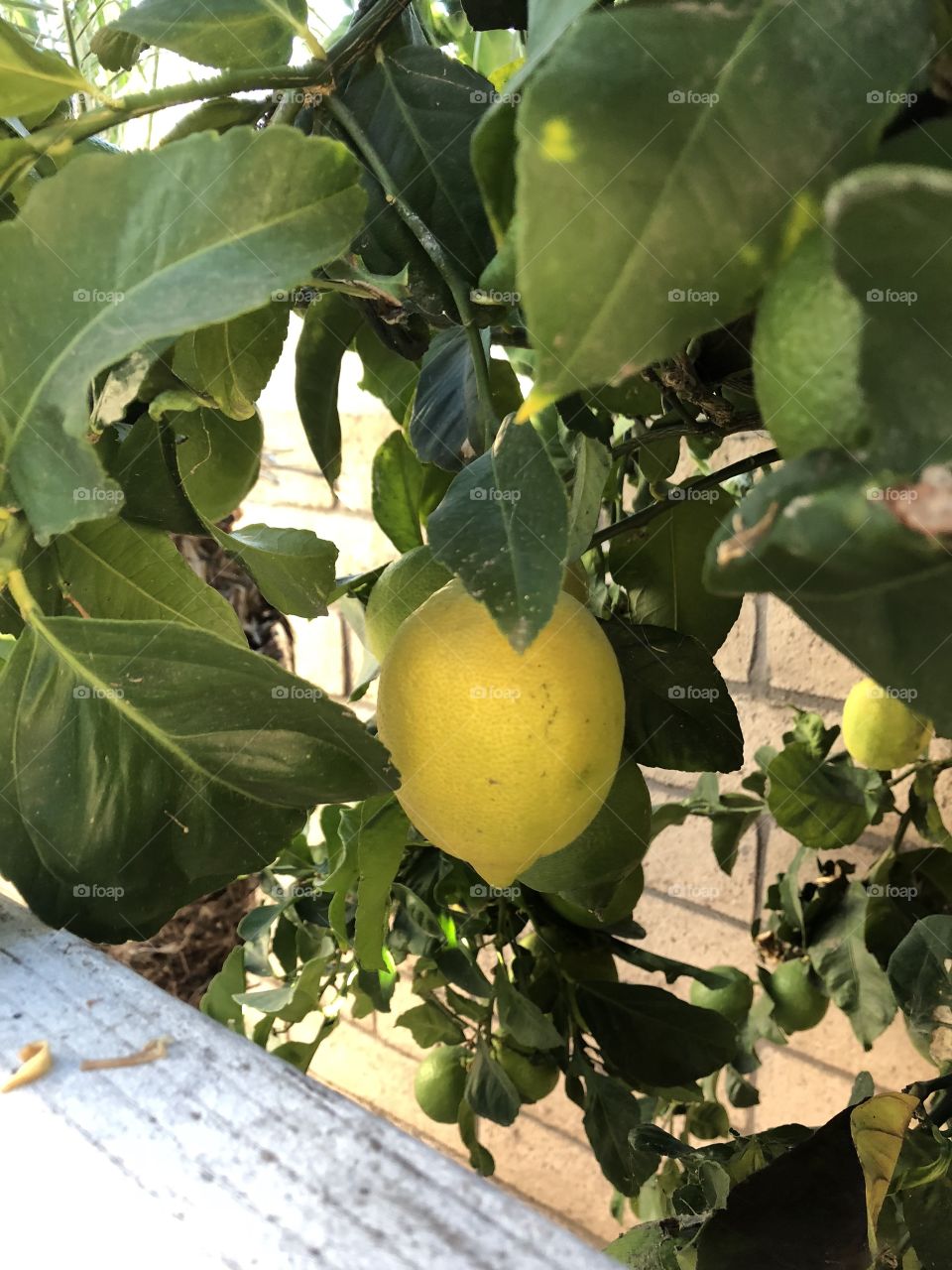 Lemons hanging from tree.
