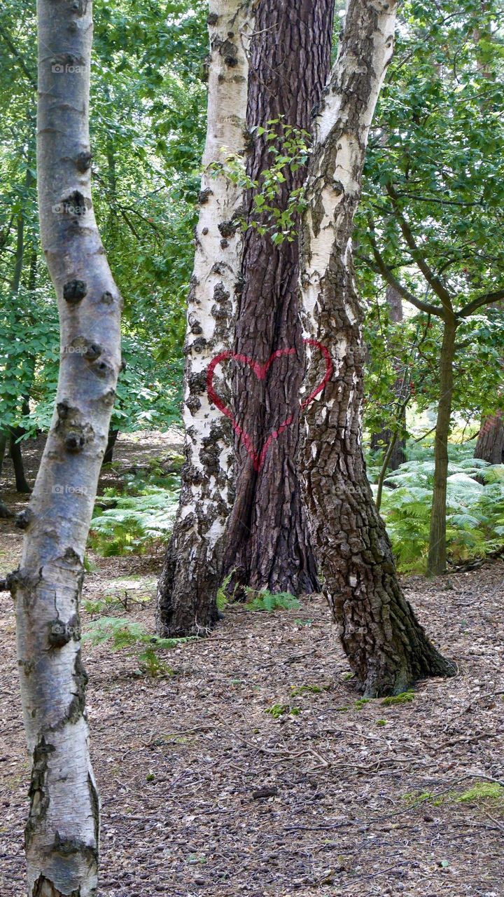 One Red heart paint on few different tree trunks can be seen only on specific angle 