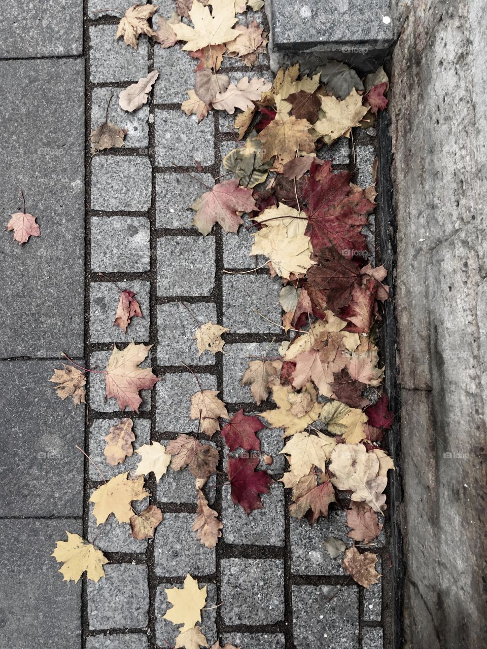 moody shades of autumn on the pavement
