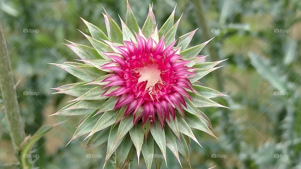 thistle