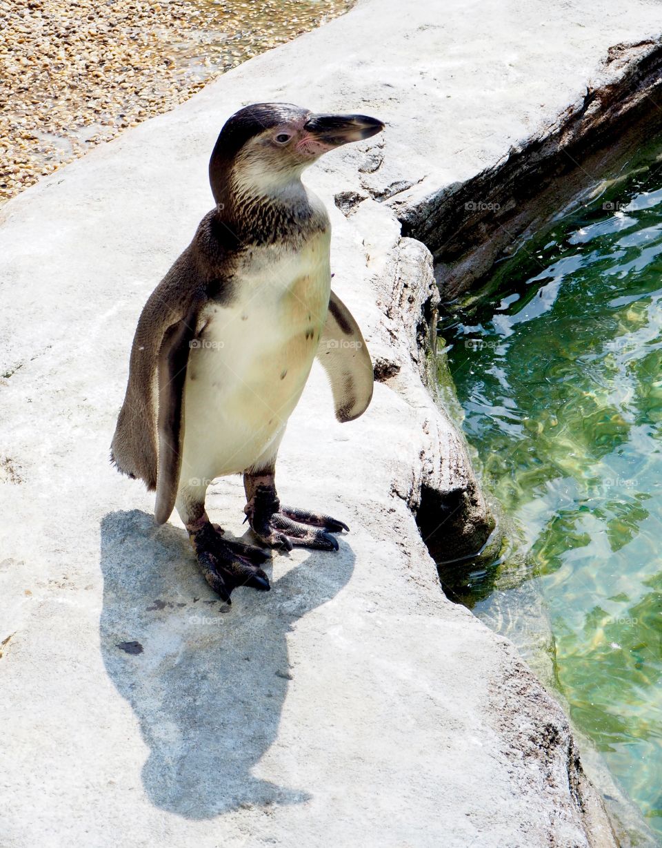 Penguin posing next to water