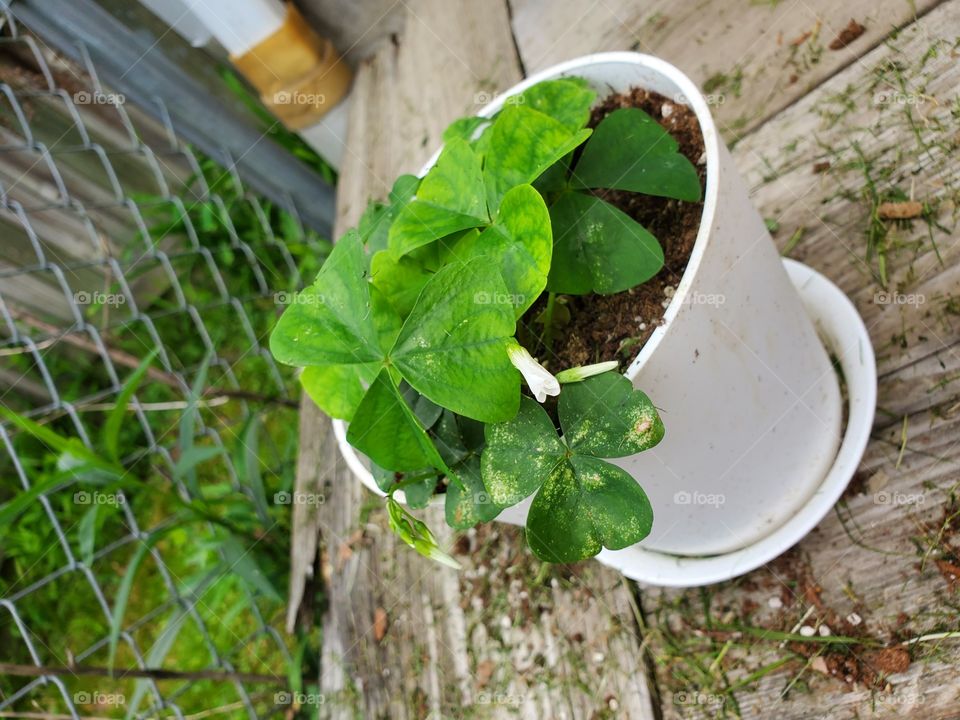 Giant Shamrock ☘️ - The largest green Shamrocks.