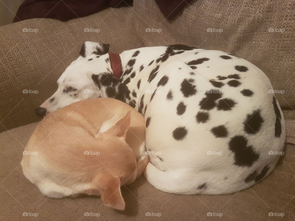 Dog buddies having a nap