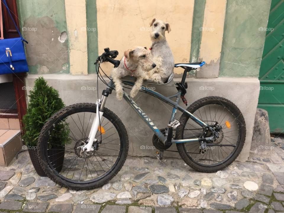 They would love to ride this bike just as much as I would... but I can't... because they are taking a nap on it...
