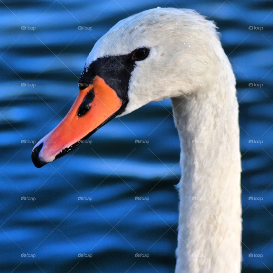 Swan portrait