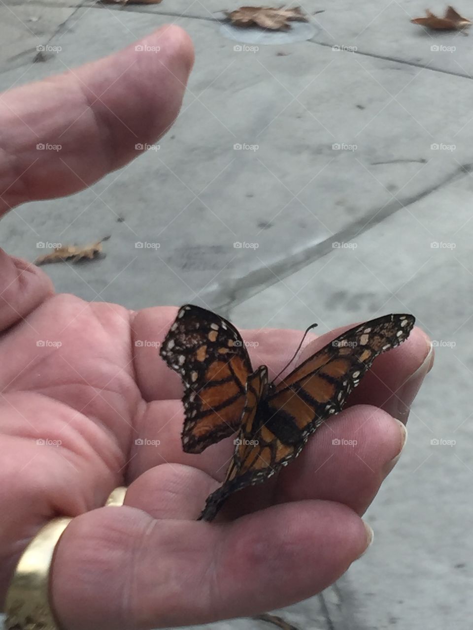 Butterfly broken wings