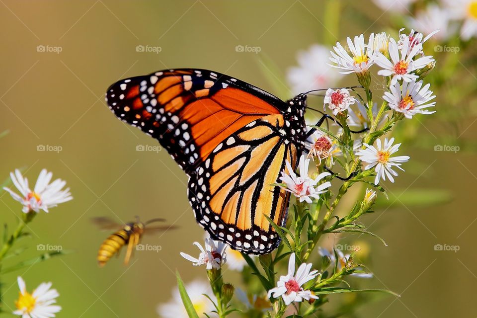 monarch butterfly and bee