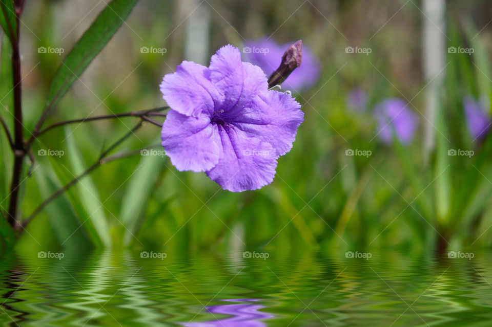 green spring garden nature by kbuntu