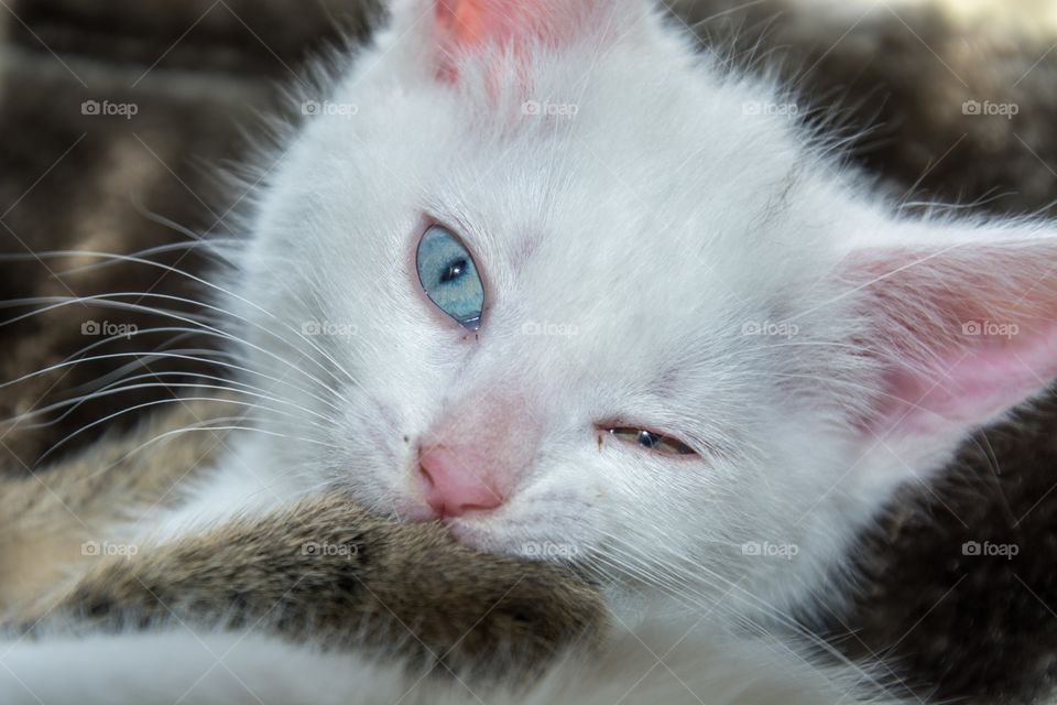 White Kitty wink