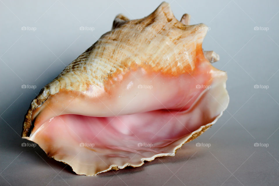 shell