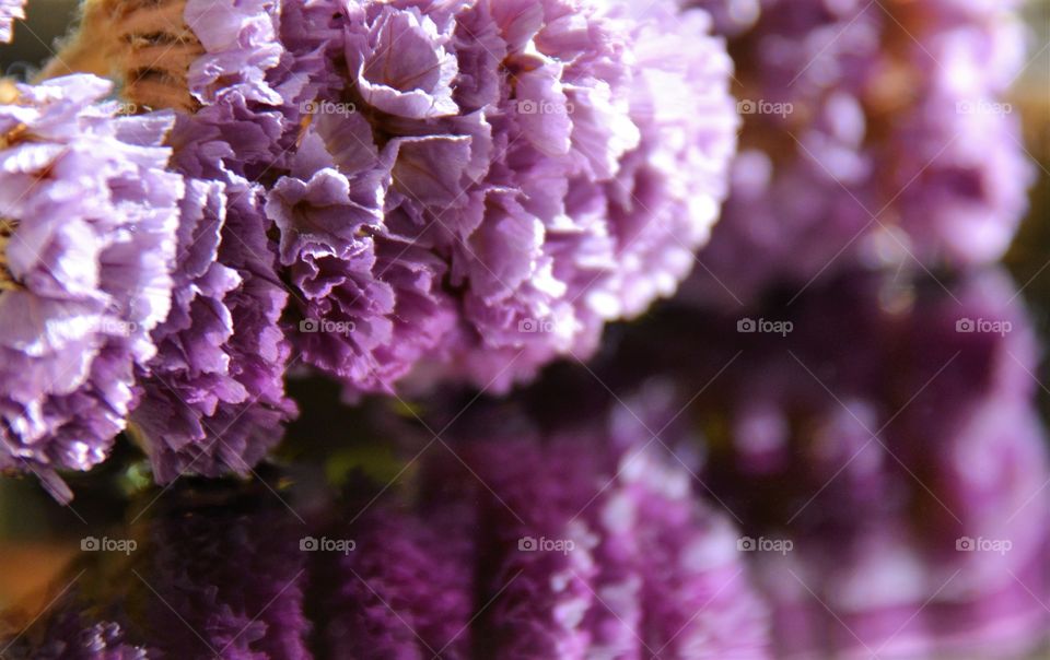 Purple flowers 