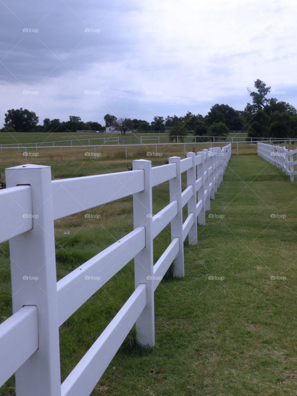 Fence line 