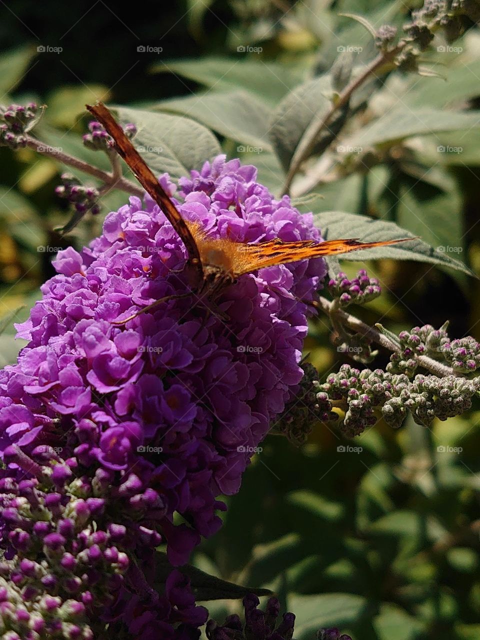 Orange butterfly