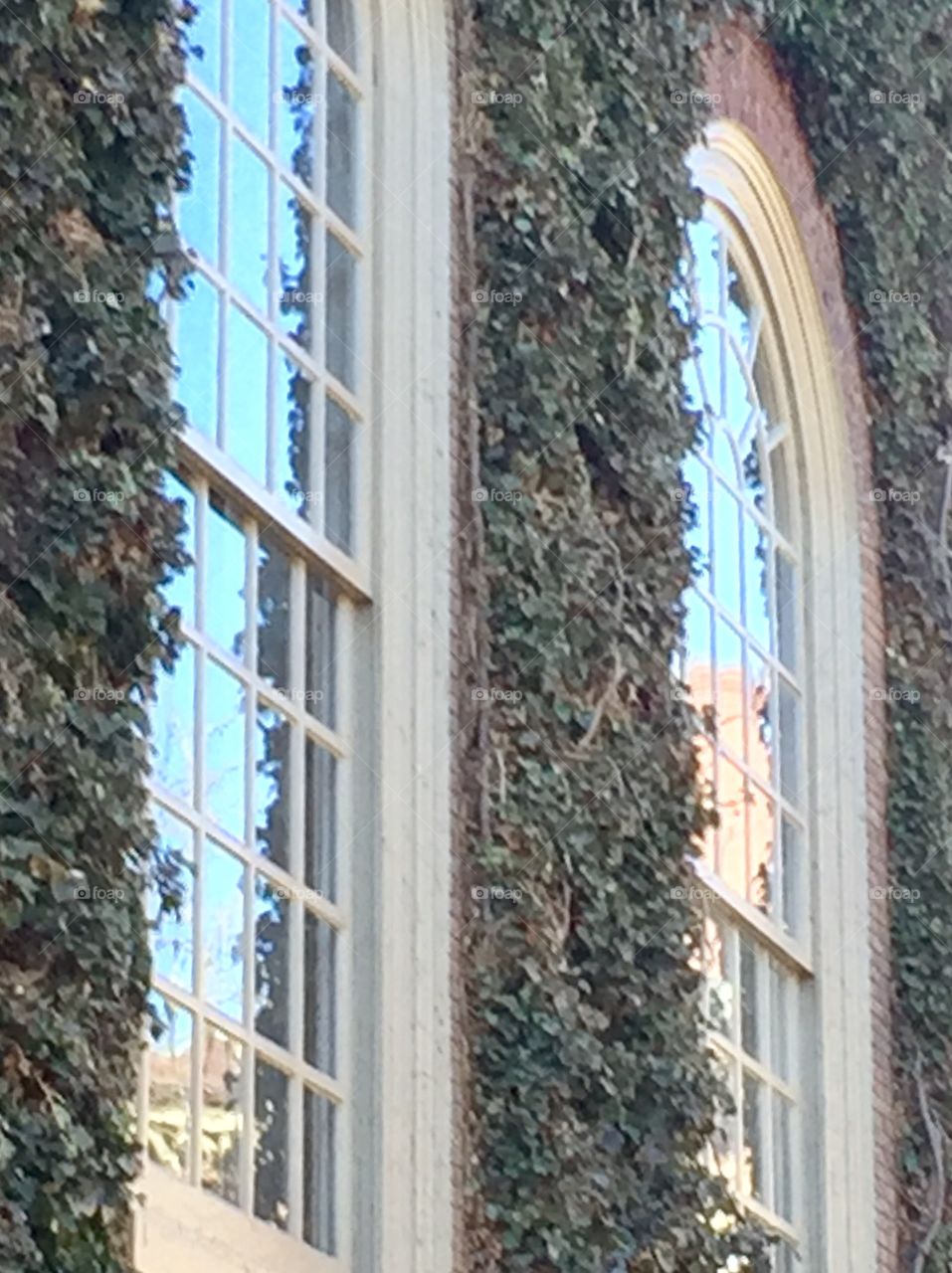 Windows on Harvard