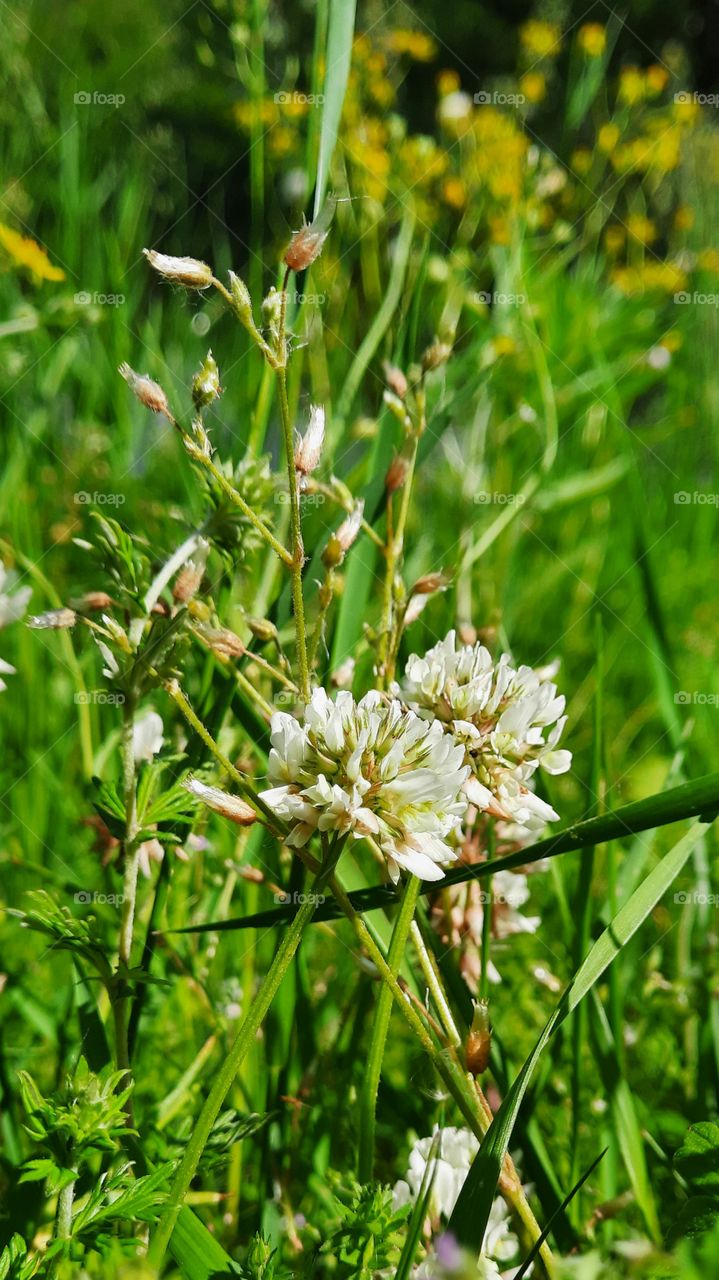 flowers