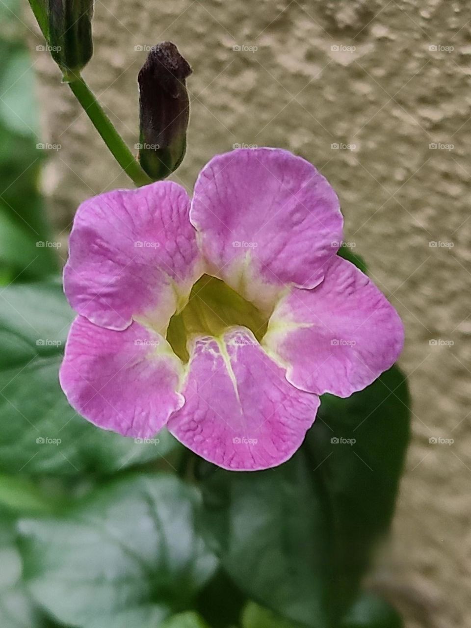 Beautiful flowers in bloom