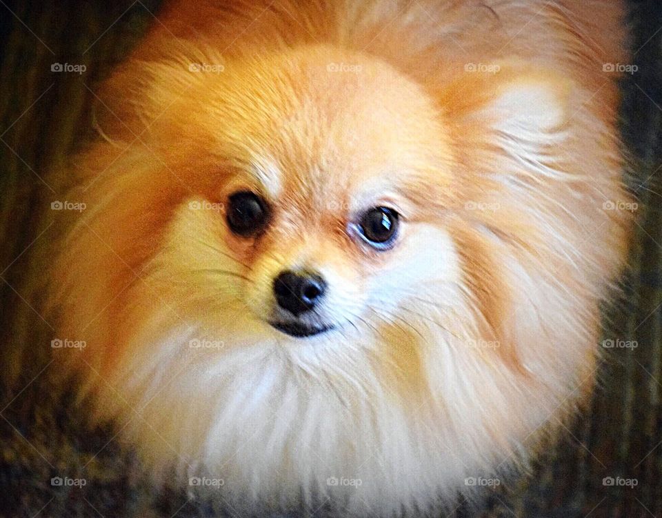 Pomeranian spritz dog portrait cute adorable fluffy fuzzy 