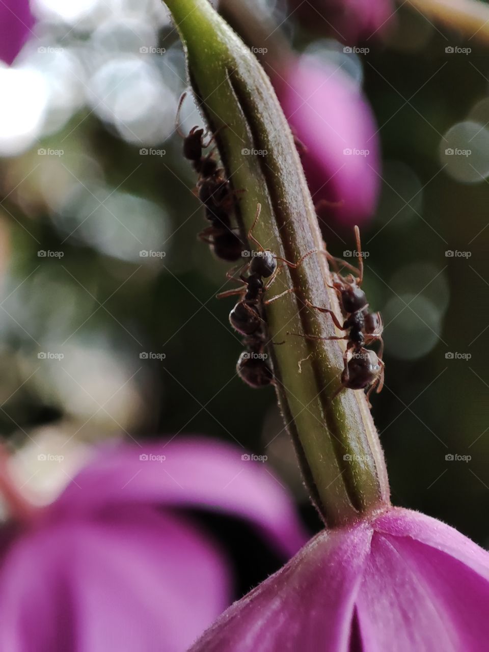 learn from ants who really value cooperation