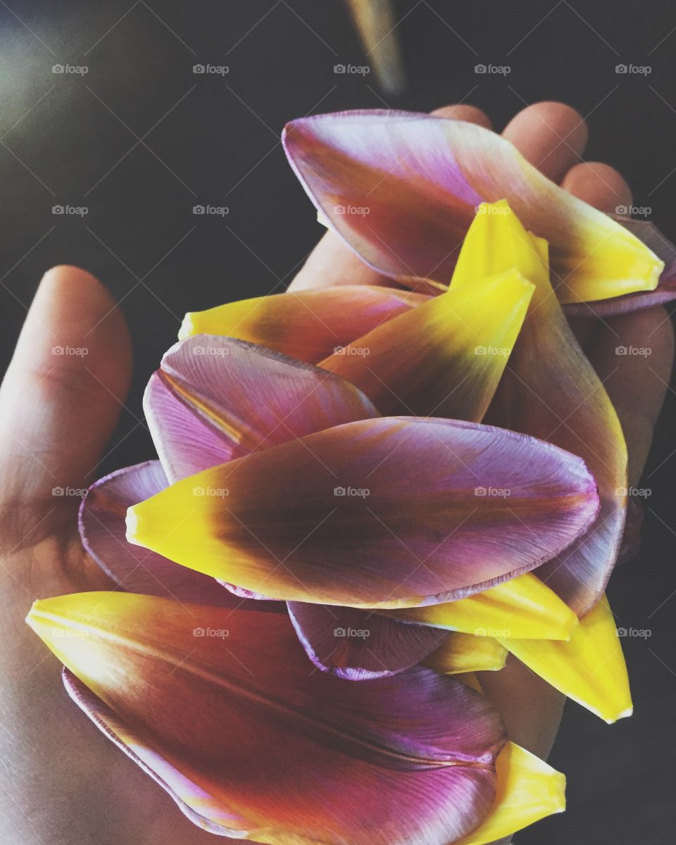 Tulip petal in human hand