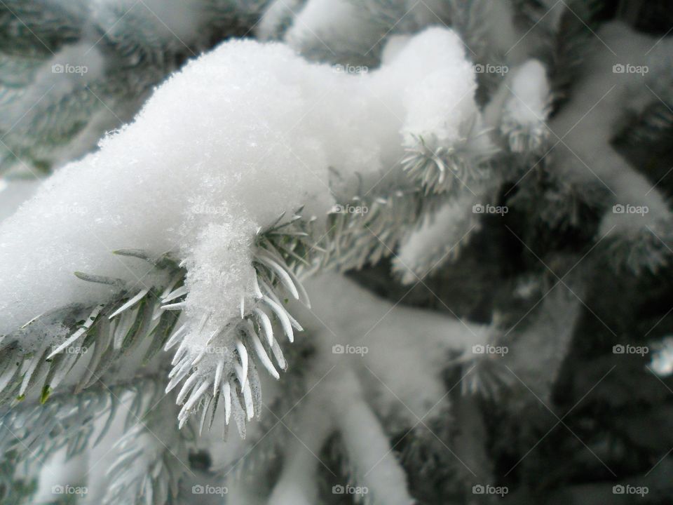 snow-covered tree