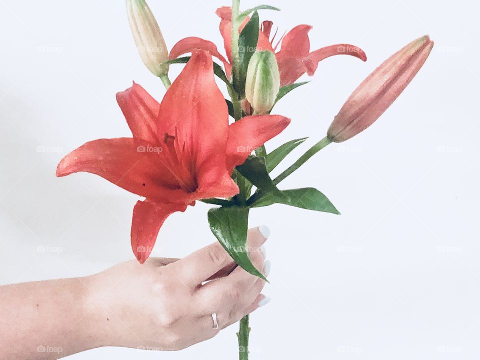 Human Hand holding light colored orange lilies with a white background.  The women’s nails have blue nail polish on them.