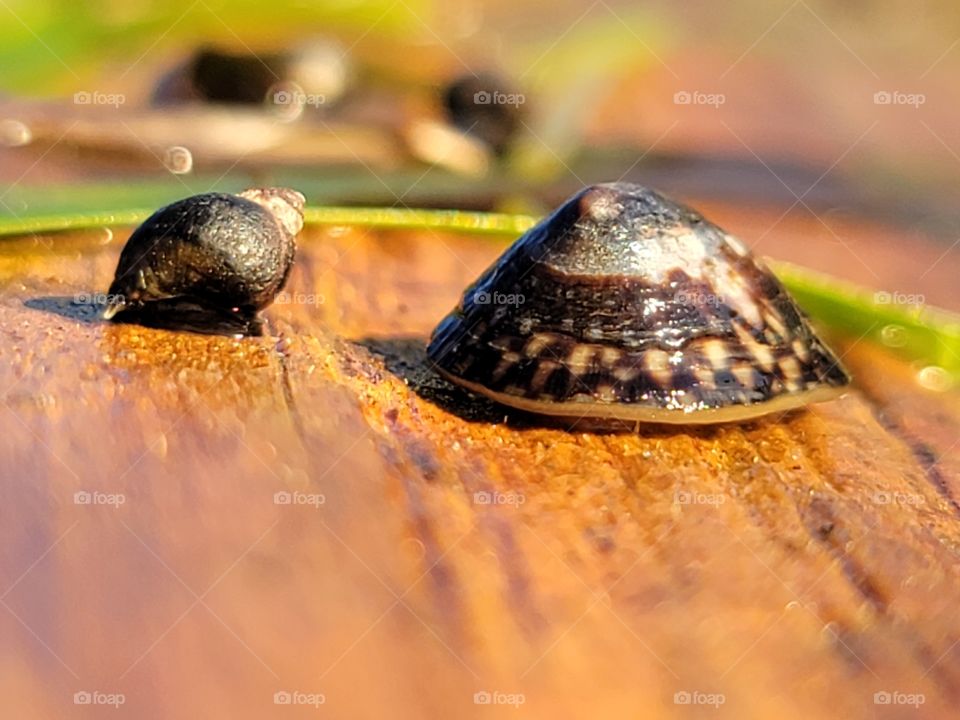 Snails on a log