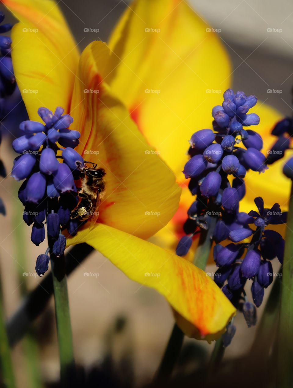 a busy bee in spring