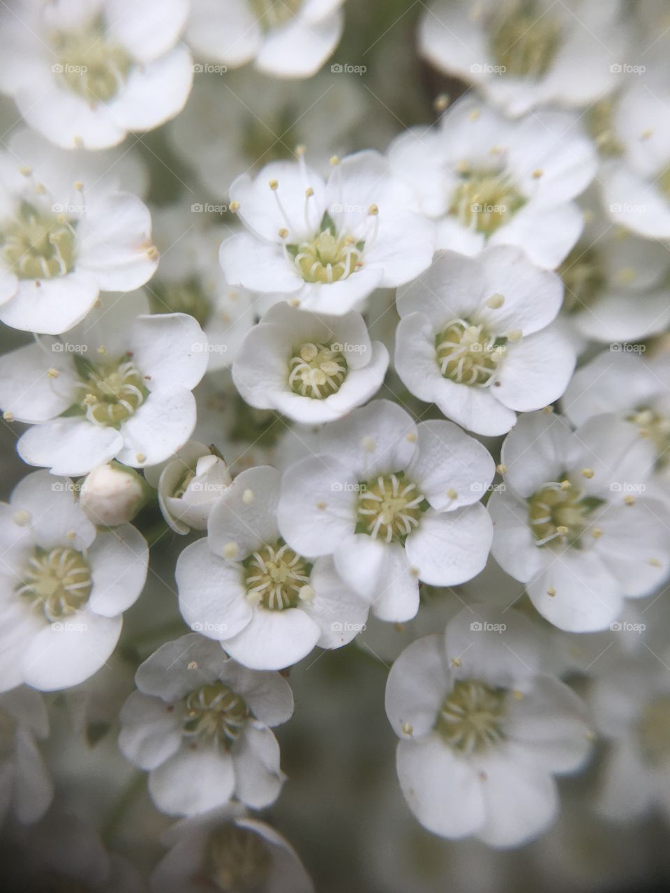 White flowers