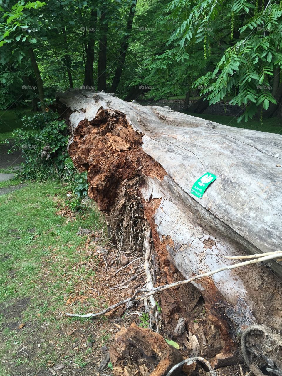An old tree on the ground