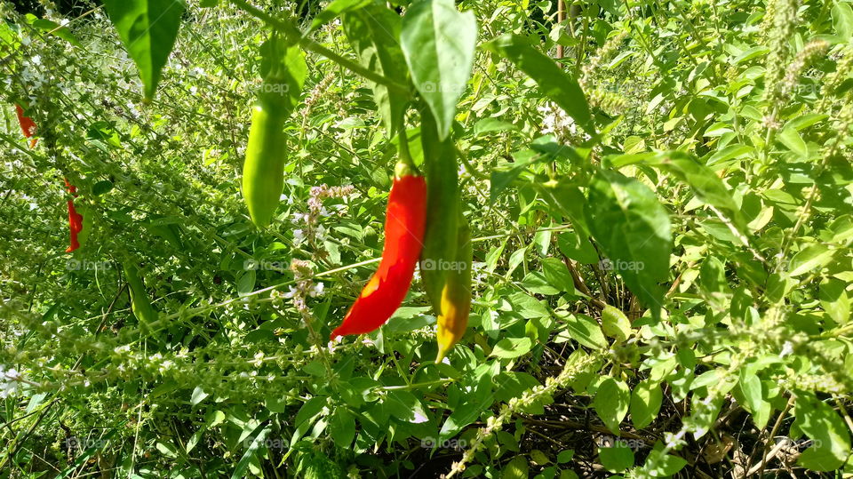 PIMENTA