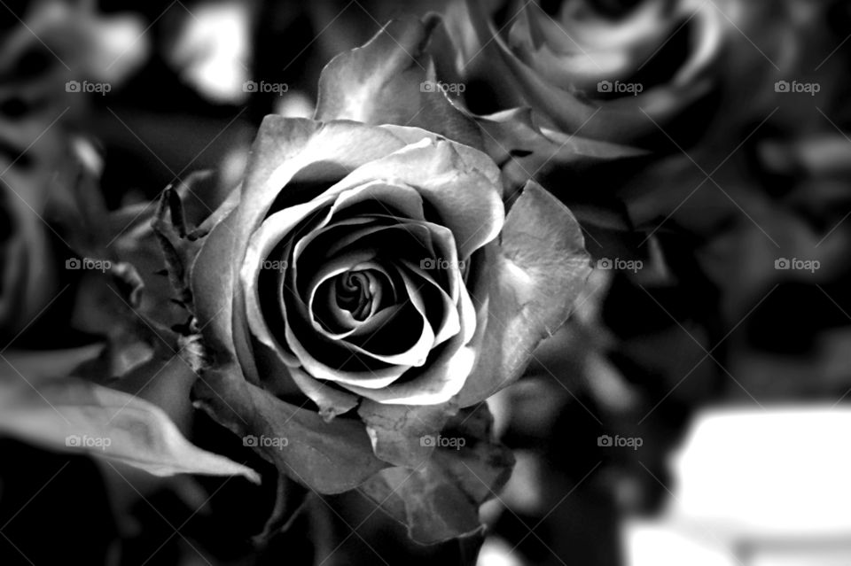 Black and white rose