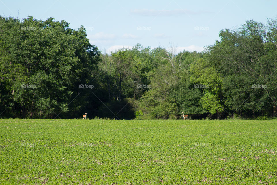 dear in the field. dear getting snack in a corn field