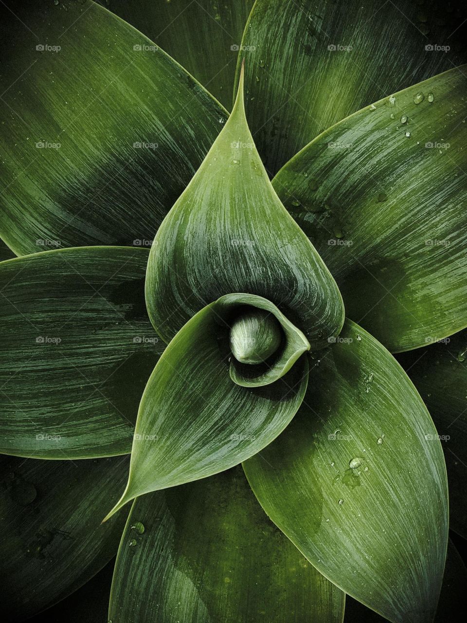 Beautiful lush green plant taken on my daily walk with water droplets 