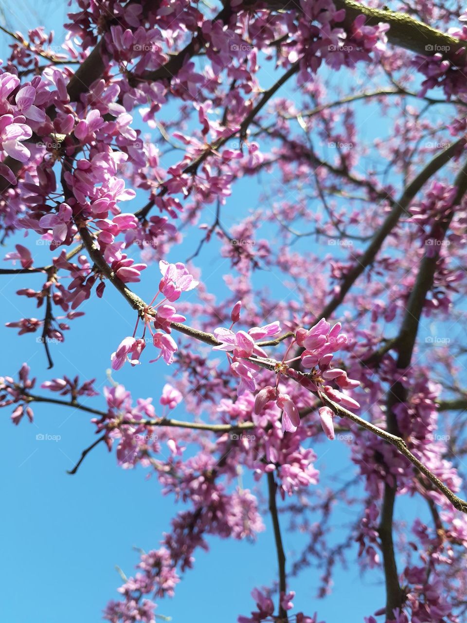 Redbud Blossoms vs Blue Sky