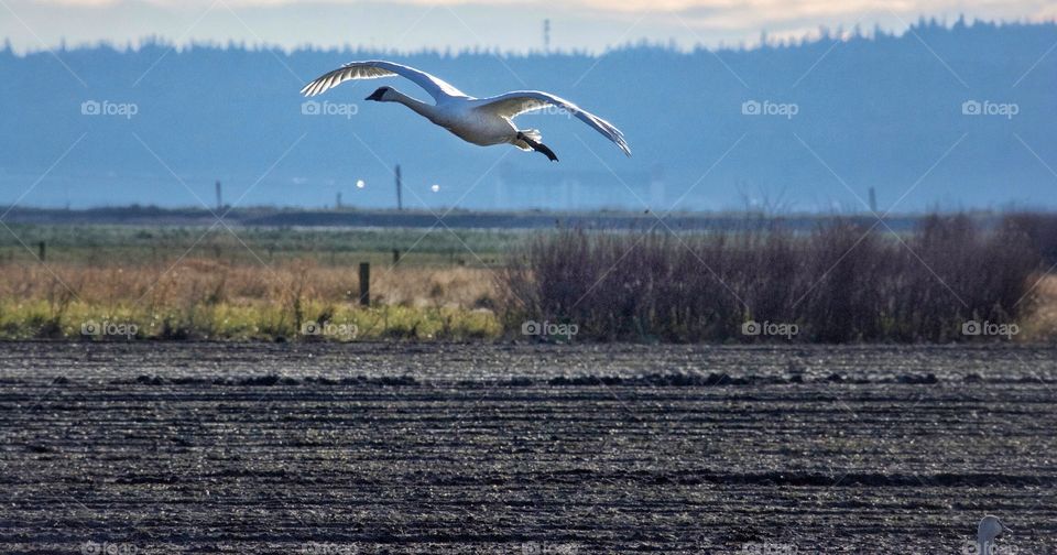 Trumpeter Swan taking off